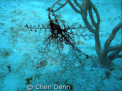 Basketweave Starfish - very hard to photograph in the day... by Cheri Denn 